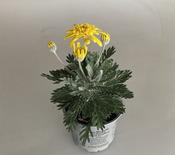 Euryops pectinatus 'Silver Star' 10.5cm Pot image