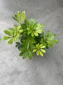 Schefflera 'Anne' Flecked (Variegated Umbrella Tree) 13cm Pot
