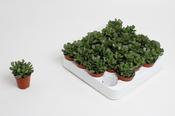 Adromischus cristatus 5.5cm Pot image