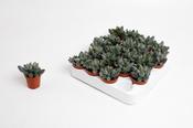 Adromischus marianae 'Coffee Bean' 5.5cm Pot image