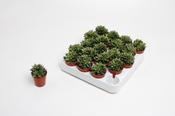 Adromischus schuldtsanus 5.5cm Pot image