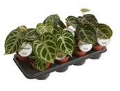 Anthurium crystallinum Mix 12cm Pot image