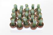 Euphorbia resinifera 5cm Pot image