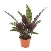 Calathea lancifolia / insignis (Rattlesnake Plant) in 12cm/14cm Pot image