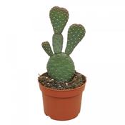 Opuntia basilaris 'Caudata' (Beaver Tail Cactus) 10.5cm Pot image