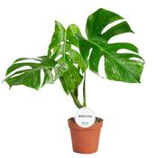 Monstera deliciosa Variegata in 15cm Pot, Height 50cm image