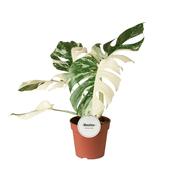 Monstera deliciosa 'Variegata Super White' in 15cm Pot image
