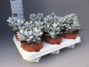 Cotyledon orbiculata 12cm Pot image