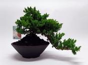 Juniperus Bonsai in 22cm Ceramic Pot, Height 30cm image