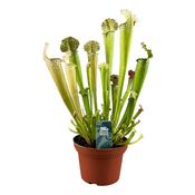 Sarracenia farnhamii (Farnham's Pitcher Plant) 12cm Pot image