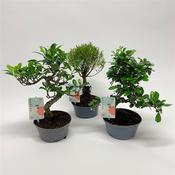 Bonsai Mix in 14cm Growers Pot image