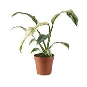 Rhaphidophora puberula Variegated 10.5cm Pot image