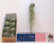 Tillandsia usneoides (Spanish Moss Air Plant) in 10cm Glass Ball image