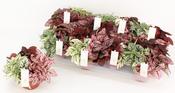 Hypoestes phyllostachya 'Carnaval' Mix 12cm Pot image