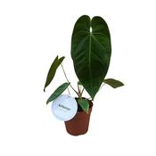 Anthurium queremalense 12cm Pot image
