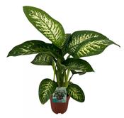 Dieffenbachia 'Tropic Snow' 19cm Pot, Height 70cm image