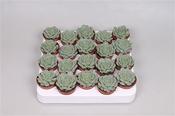 Echeveria derenbergii Blue 5.5cm Pot image