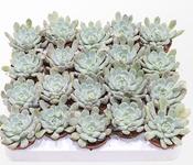 Echeveria 'Baena' 5.5cm Pot image