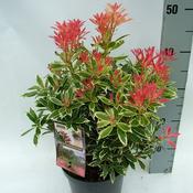 Pieris japonica 'Flaming Silver' 19cm Pot image