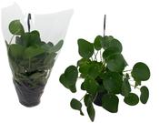 Pilea peperomioides (Chinese Money Plant) in 19cm Hanging Pot image