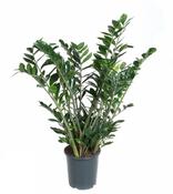 Zamioculcas zamiifolia (ZZ Plant, Zanzibar Gem) in 27cm Pot, Height 110cm image