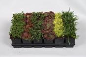Alpine Mix 7cm Pot image