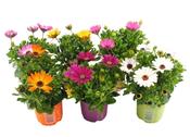 Osteospermum (African Daisy) Mix 10.5cm Pot image