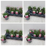 Rhodohypoxis Mix 12cm/13cm Pot image