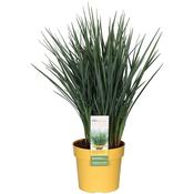 Dianella revoluta 'Coolvista' 3 Litre Pot image