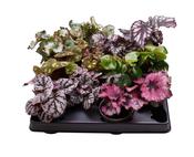 Begonia rex Mix 6cm Pot image