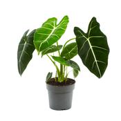 Alocasia 'Frydek' 14cm Pot, Height 40-45cm image