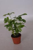 Schefflera arboricola 6cm Pot image