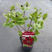 Sinocalycanthus / Calycanthus 'Hartlage Wine' (Carolina Allspice) 19cm Pot image