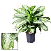 Aglaonema 'Silver Bay' 21cm Pot image