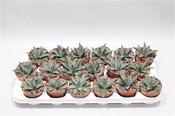 Agave victoriae-reginae (Queen Victoria Agave) 8.5cm Pot image