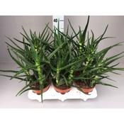 Aloe kedongensis 15cm Pot image