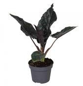 Alocasia chienlii 'Antoro Velvet' 12cm Pot image
