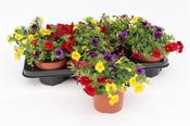 Calibrachoa (Million Bells) in 13cm Pot