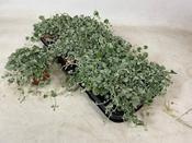 Dichondra 'Silver Falls' 10.5cm/13cm Pot image