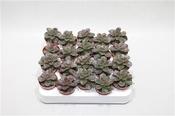 Echeveria 'Melaco' 5.5cm Pot image