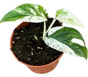 Epipremnum pinnatum (Scindapsus) 'Marble Variegata' 10.5cm Pot image