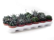 Haworthia Mix in 8.5cm Pot image