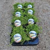 Hedera helix 'Dyinnii' (Dwarf Ivy) 13cm Pot image