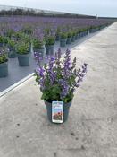 Nepeta 'Cat's Pyjamas' (Catmint) 15cm Pot image