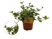 Peperomia angulata 'Rocca Vivace' 10.5cm Pot image