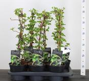 Hydrangea petiolaris 'Miranda' 2 Litre Pot image