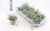 Dichondra 'Silver Falls' 12cm/13cm Pot image
