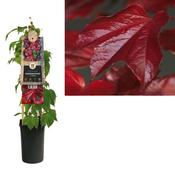 Parthenocissus tricuspidata 'Veitchii' (Boston Ivy) 2.25L Pot image