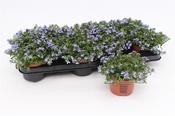 Lobelia richardii 10.5cm Pot image