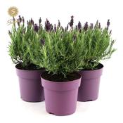 Lavandula stoechas 'Anouk' (French Lavender) in 1.5 Litre Pot image